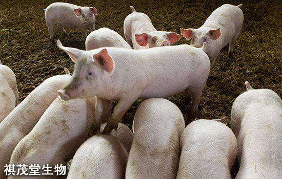 夏季猪热应激怎么办？夏季猪热应激防治方法，猪热应激用什么药？