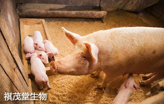 夏季猪热应激怎么办？夏季猪热应激防治方法，猪热应激用什么药？