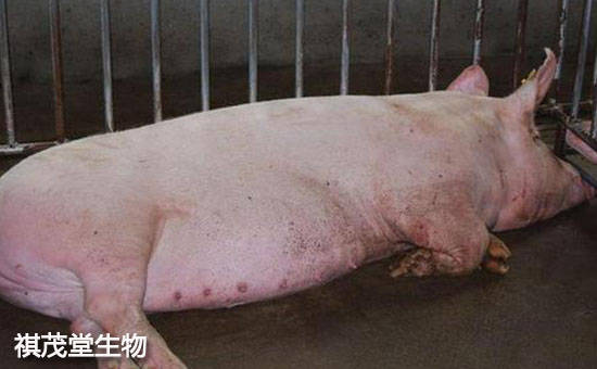 夏季猪热应激怎么办？夏季猪热应激防治方法，猪热应激用什么药？