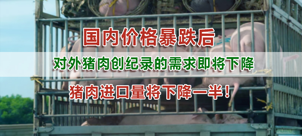国内价格暴跌后，中国对外国猪肉创纪录的需求即将下降，猪肉进口量将下降一半！