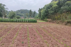 根据客户需求建成 “180-200”头规模猪场！特驱综合服务为客户解忧