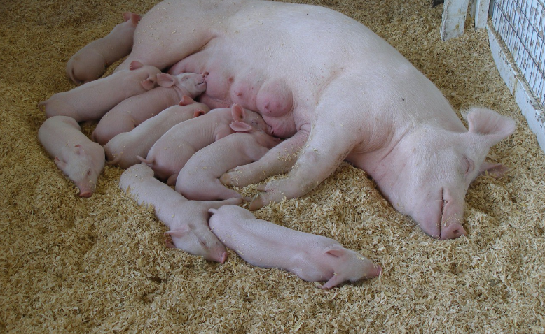 为什么“初配母猪怕人碰”？母猪初次配种时，这些需要注意
