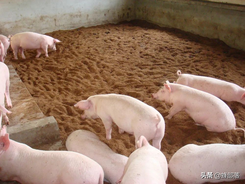 夏天来临，生猪容易生病，猪场管理做好这7点，确保生猪又肥又大
