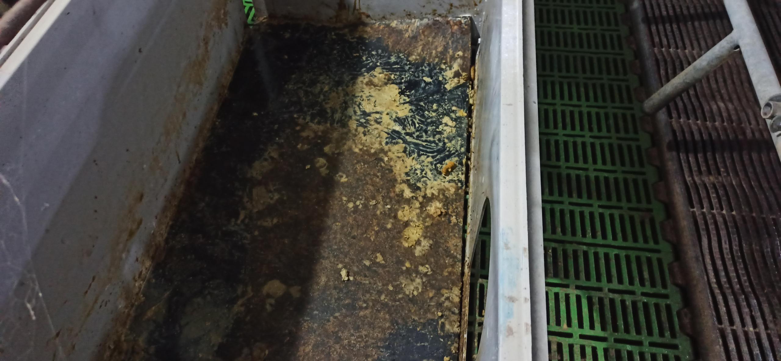 仔猪黄白痢为什么会一直不断？