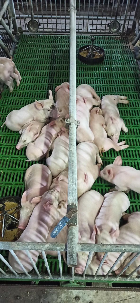 仔猪黄白痢为什么会一直不断？
