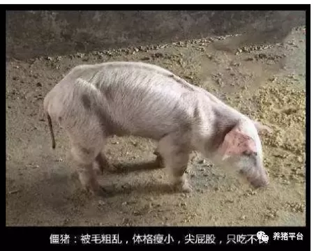 高温高湿环境下饲料易发生霉变，母猪霉菌毒素中毒你重视了吗？