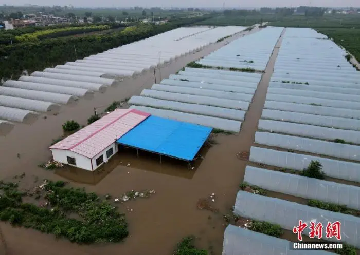 暴雨影响生猪出栏！农业农村部：不得买卖、加工、随意弃置因灾死亡畜禽