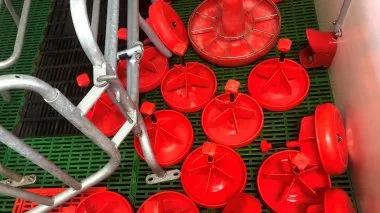 新生仔猪腹泻：空栏的清洗与消毒的确重要，这几点建议对你有帮助！