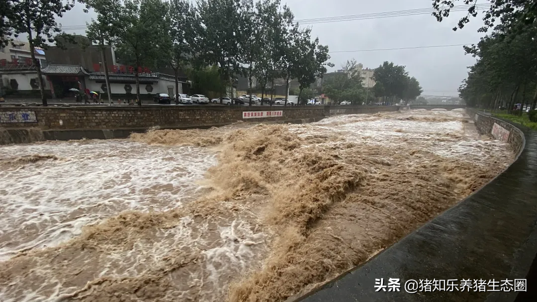 河南大雨造成部分养猪场受损，农业农村部发话了，非瘟再现养猪业该如何防灾防疫