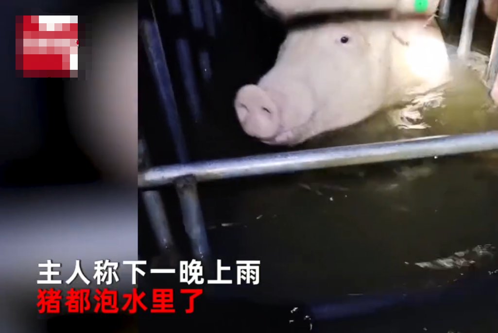 河南暴雨：一养殖场全部被淹后，猪躺了一地，养殖户：全在睡觉