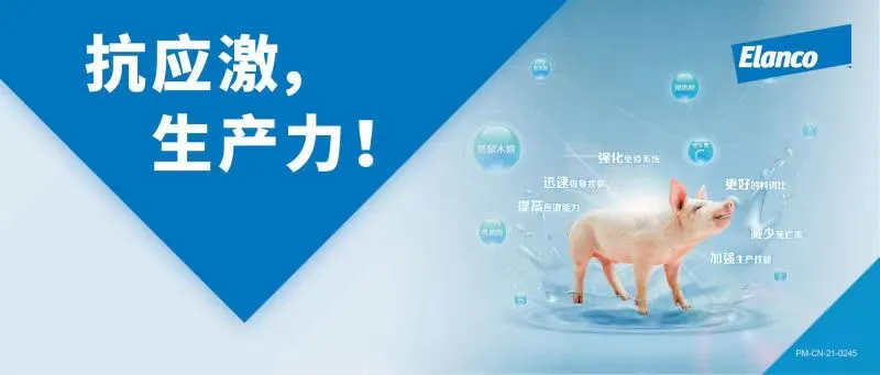 应激专栏(一) | 非瘟形势严峻，为什么大家都在谈应激？