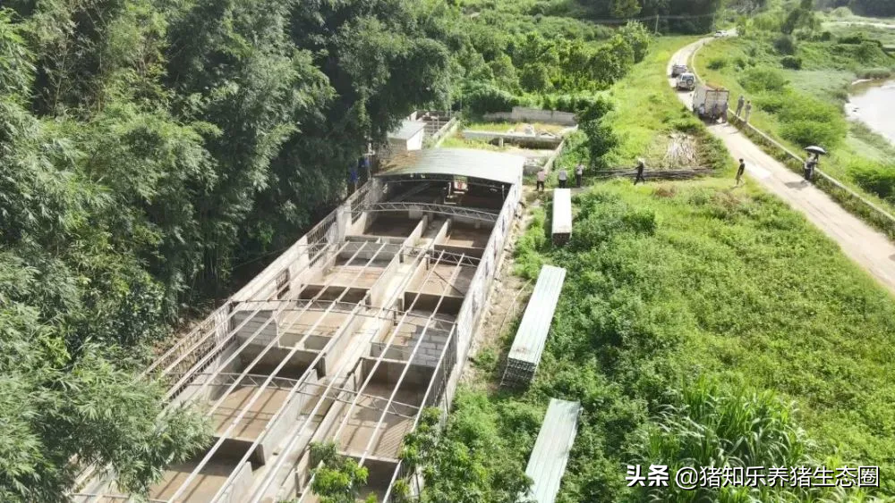 河南大雨造成部分养猪场受损，国内非瘟再现，养猪业如何防灾防疫