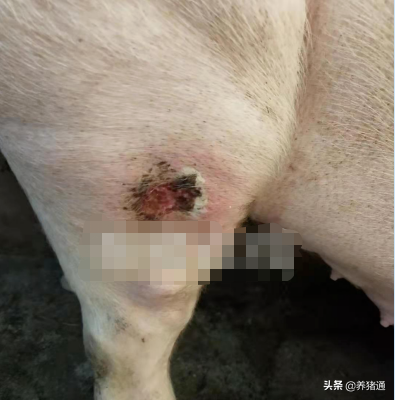 这几项罕见猪病你遇到过吗？别急，专家为你解答
