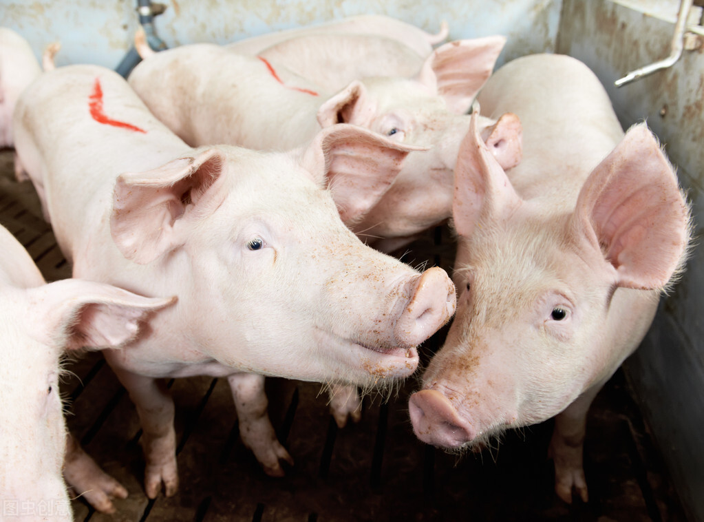 8月1日屠宰新规执行，对猪价和肉价有影响，对粮价也有影响？