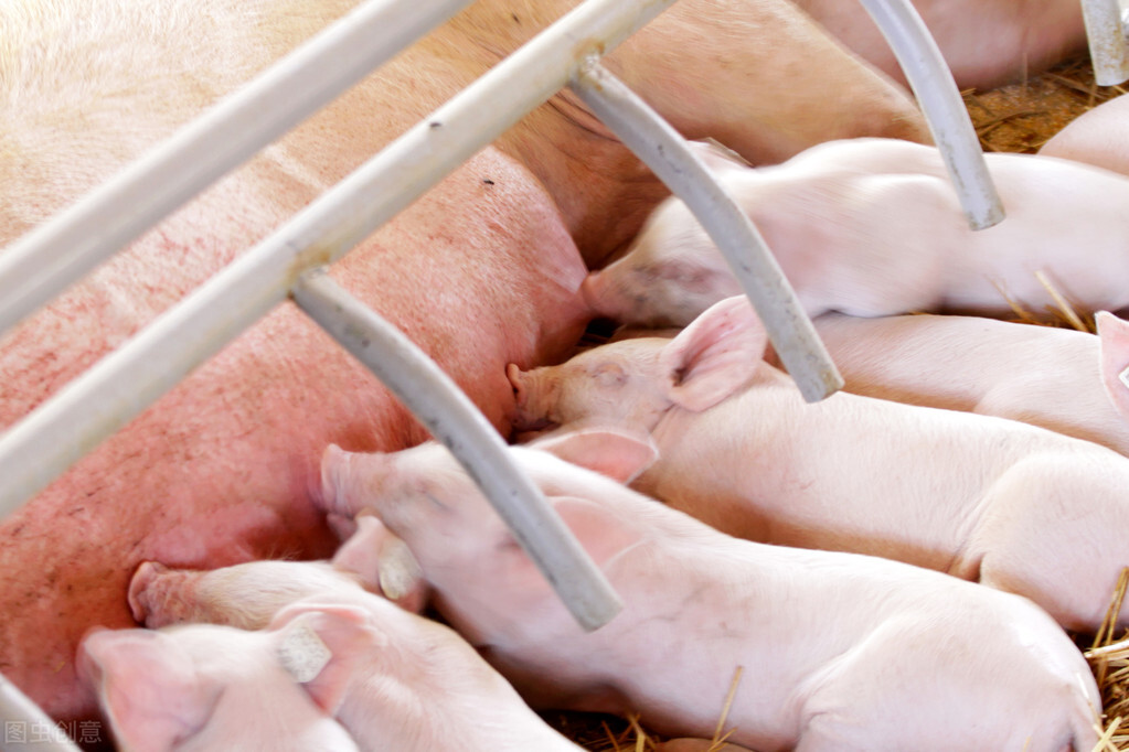 多方配合，积极引导生猪养殖平稳过渡