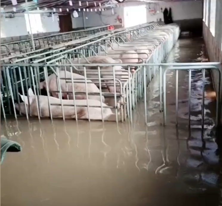 河南暴雨后一养殖场猪躺了一地