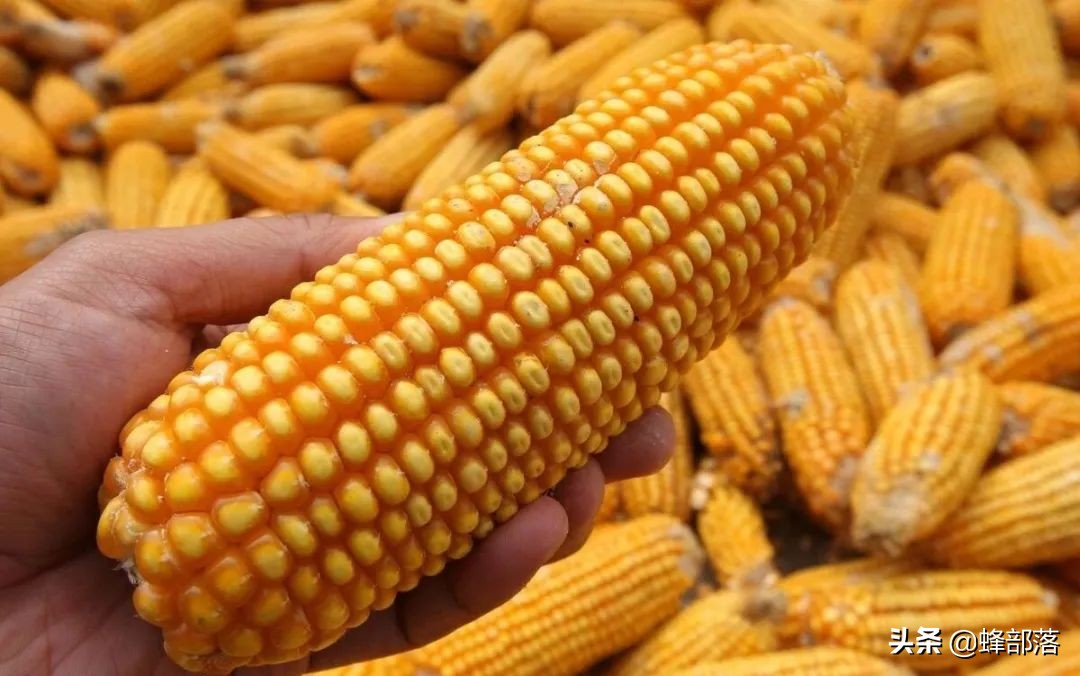 局部涨跌变化，河南灾情对玉米行情有何影响？价格上涨条件具备？