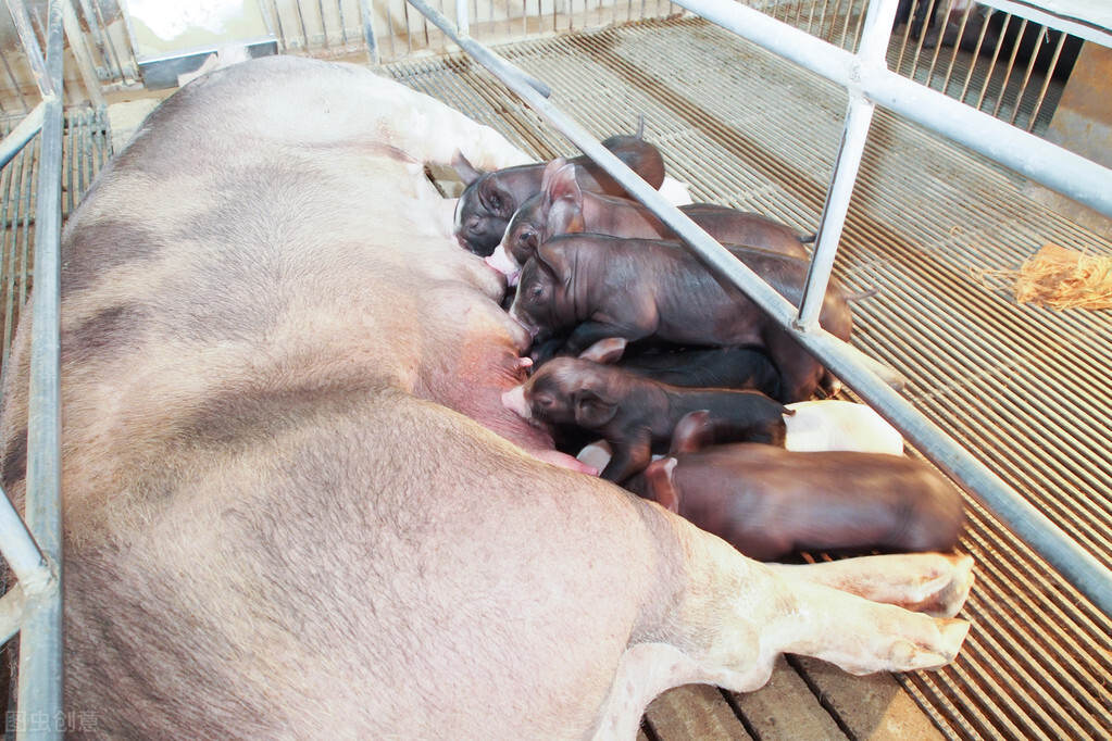 母猪生产前有哪些表现，分娩要注意！以下几点，有时可以救急