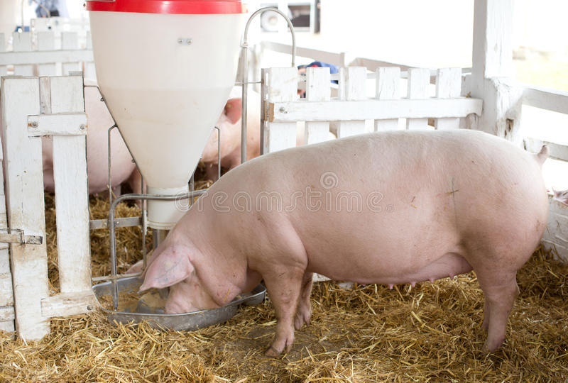 如今的生猪价格来看，养猪的大企业养猪会赔钱吗？
