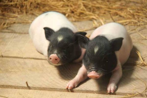 未来养猪业将会是谁的天下?是规模猪场还是小散户？