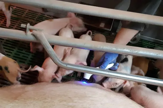 皮温可以表征母猪的健康状况吗？丹麦猪研究中心开展了探索！