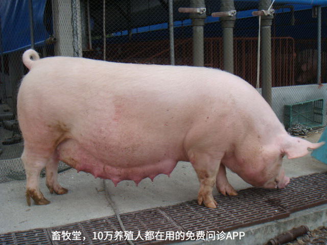 母猪乳房炎是什么原因？该怎样治疗？