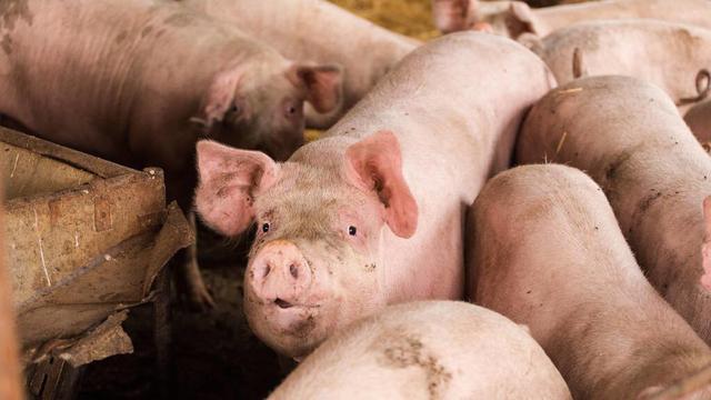 猪价底部震荡，养猪陷入“泥潭”，又1数据来袭，猪价上涨难了？