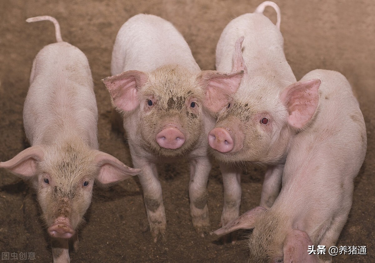 种猪问题（七）——不要认为外来的猪带病，外来的猪也会受到伤害
