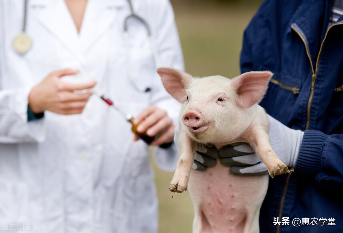 养殖课堂：给猪注射疫苗的注意事项