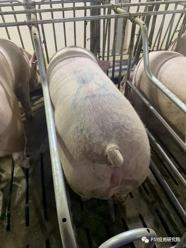 母猪膘情评分图片图片