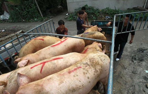 猪肉价格持续下跌，老百姓为什么却不买账？主要原因有三个