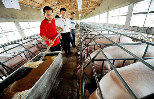 猪肉价格持续下跌，老百姓为什么却不买账？主要原因有三个