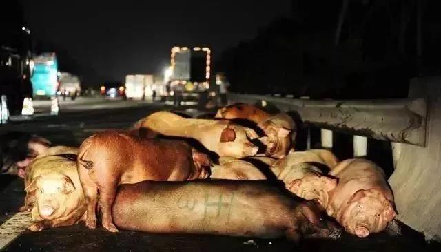 猪价突变！全国死亡畜禽650多万头，台风烟花来袭！猪价会不会迎风上涨？