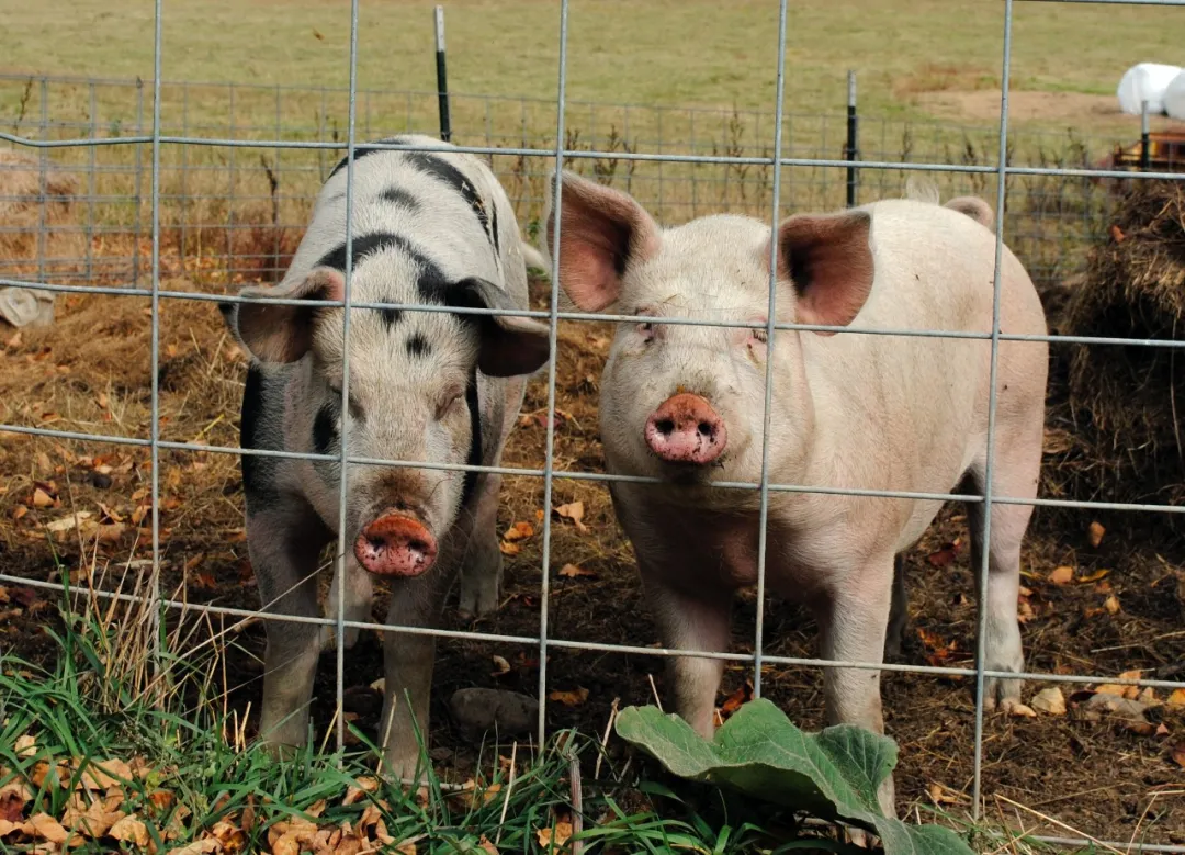猪价上涨空间就此了？农业农村部最新公布！会淘汰多少养猪人？