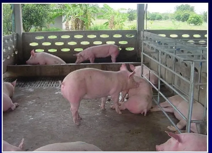 非洲猪瘟，怎么做让你的猪场平稳度过这场“战役”？
