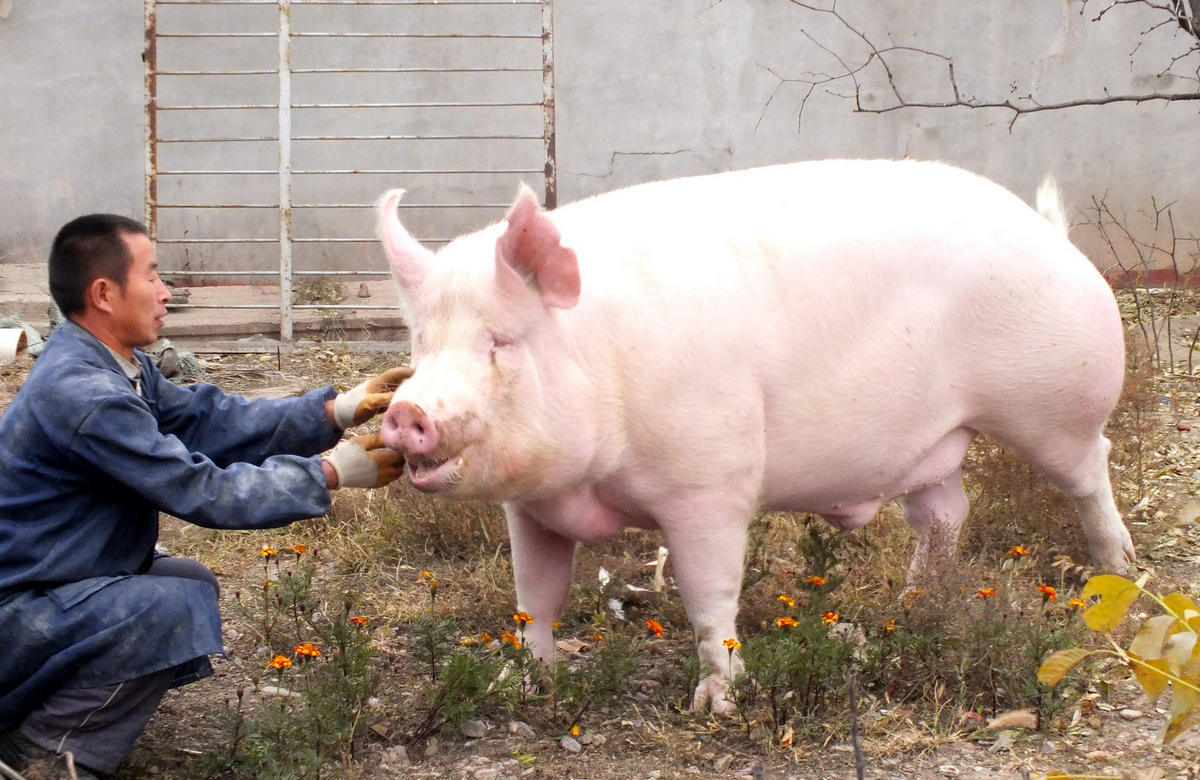 种猪生产漏洞：体重与背膘厚对繁殖性能的影响，母猪过肥或过瘦，都不会很好