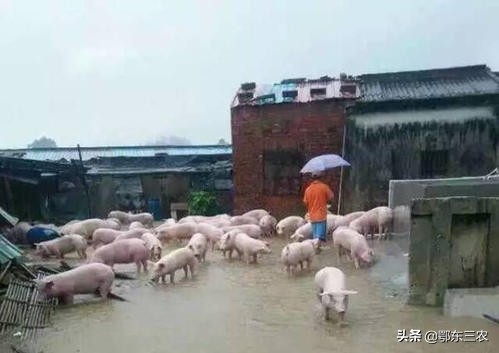 河南特大洪涝灾害过后，猪价走势如何？我想养猪户心里应该清楚