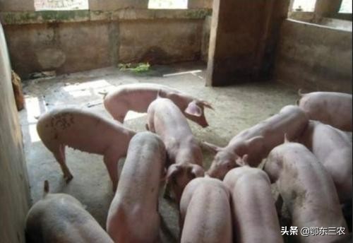 河南特大洪涝灾害过后，生猪价格是涨是跌，养猪户心里最清楚