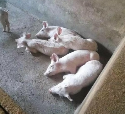 让仔猪3周龄轻松断奶的小妙招，记住这几点你就是养猪能手