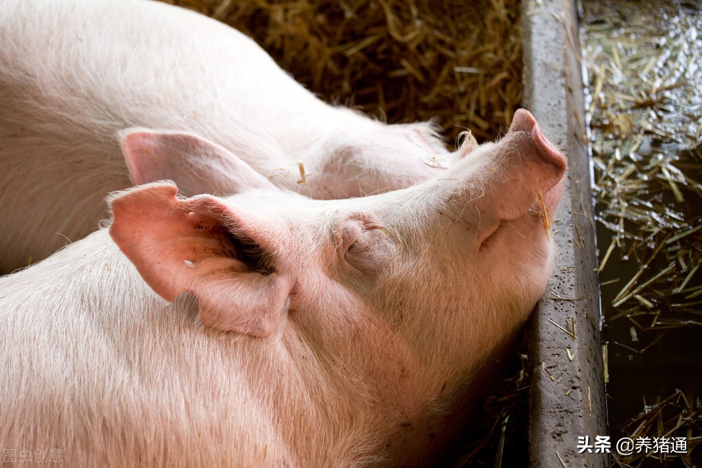 种猪生产漏洞9——母猪过肥或过瘦，都不会有好成绩
