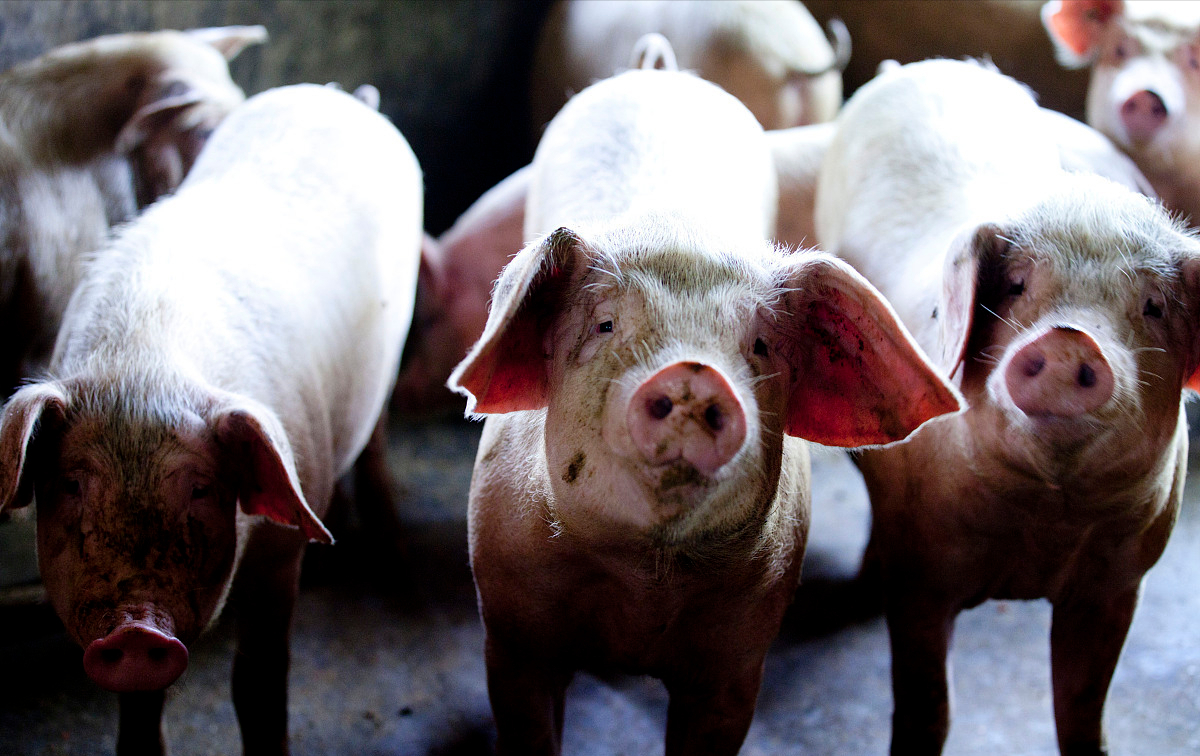 “双疫病”风险陡增，生猪价格停止上涨？附8月3日猪价预测