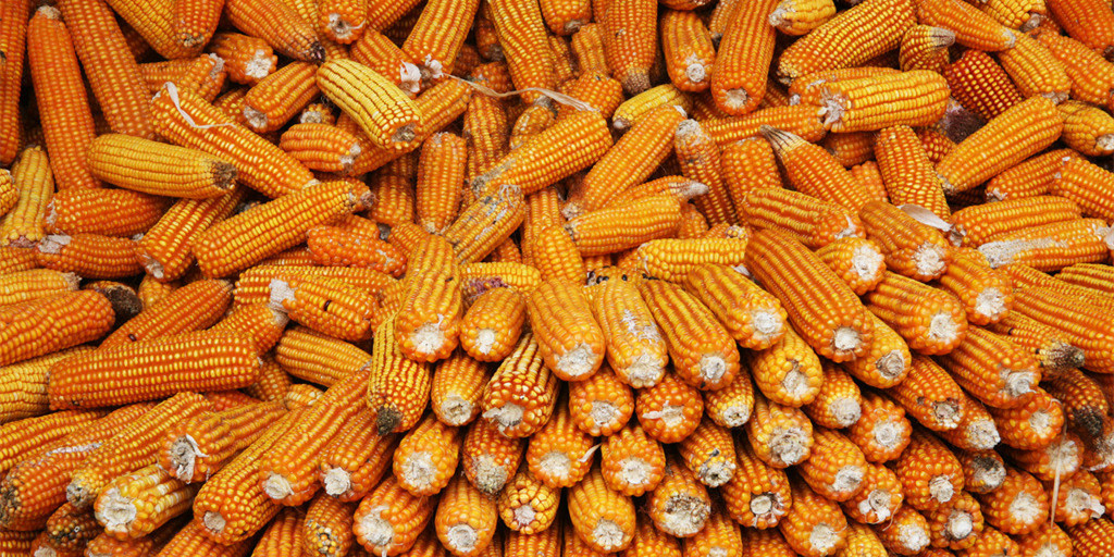 2021年08月03日全国各省市玉米价格行情，今日国内大部分地区玉米价格稳定运行为主，东北产区玉米价格持稳