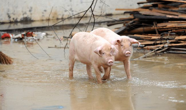 雨季要想损失少，猪场消毒、防饲料霉变等步骤不能少