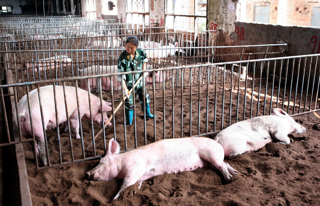 猪价刚涨又跌，产能过剩惹得祸？2个风险预警，中小养殖户要遭殃