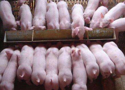 养猪人不可不知的仔猪产房转保育关键控制点