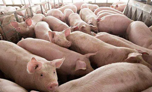 傲农生物：7月份生猪销售量25.27万头 同比增149%