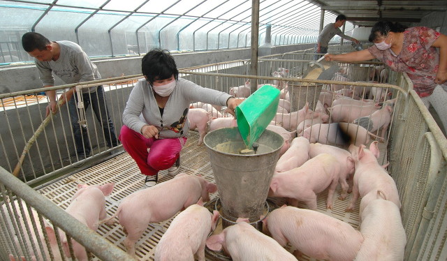 猪价刚涨又跌，产能过剩惹得祸？2个风险预警，中小养殖户要遭殃