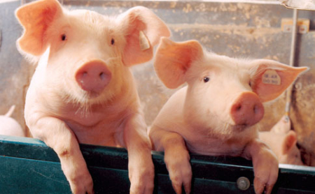 美国加州要没猪肉吃？即便是在中国猪肉产能完全恢复的情况下，仍开放进口！