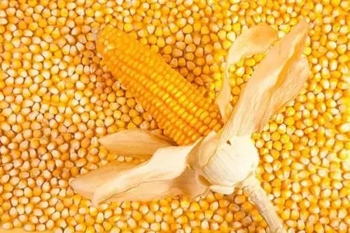 玉米：供应宽松 、需求不旺 、价格依旧低迷