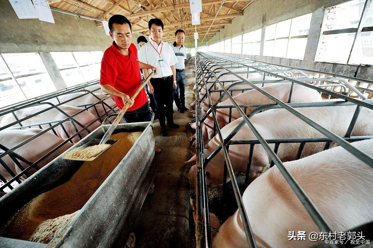 如今标准化规模养猪场标准是什么而养多少头算是规模养殖场